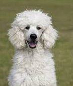 caniche