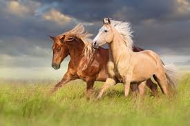 maquina esquiladora caballo