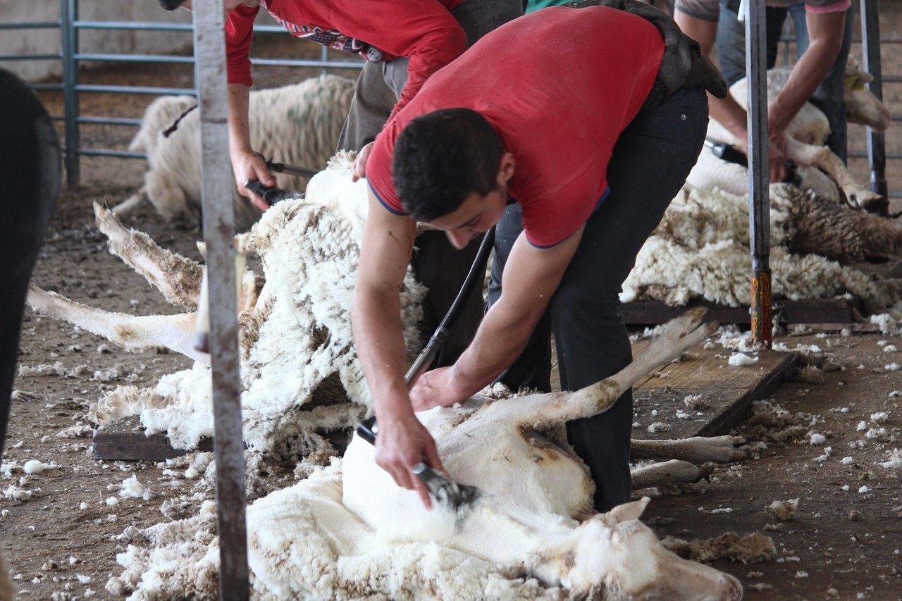 Esquilador utilizando la esquiladora en una oveja